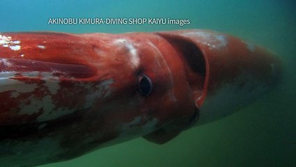 Giant squid makes rare appearance in Japanese port