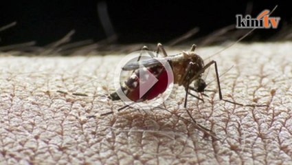 Vaksin terbaru demam denggi mula digunakan