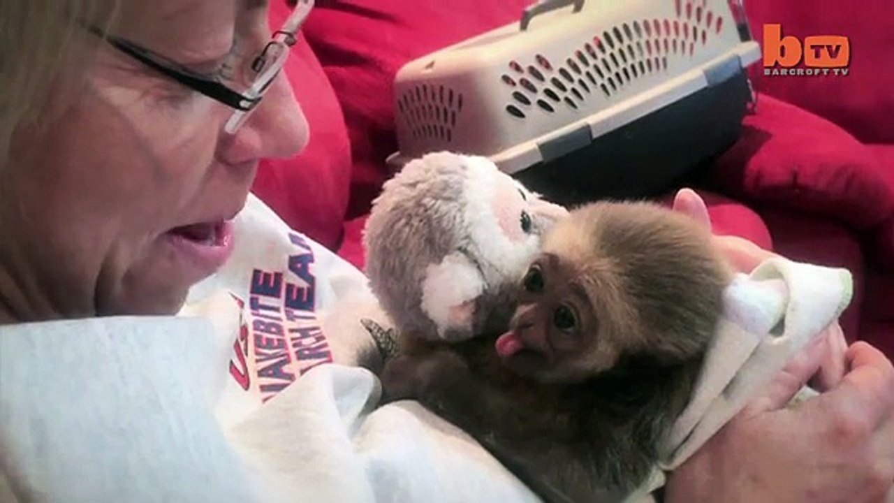 Aping Around Hat Wearing Primate Bumps Around The House-copypasteads.com