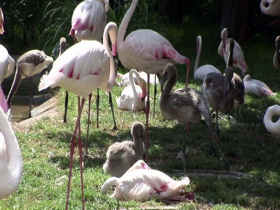 flamingos nature