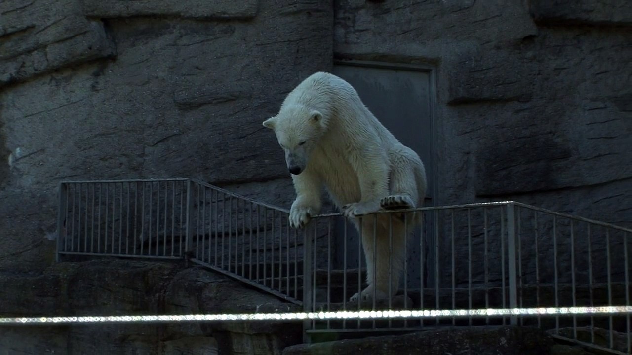 Polar bear nature