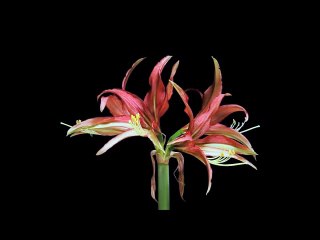 FLOWERS (the emotions Instrumental)