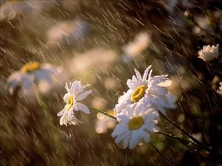 Heavy Rain Sound and Thunder Natural Sounds Relaxing Sleep Video