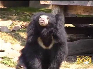 Bear Awareness at Brookfield Zoo