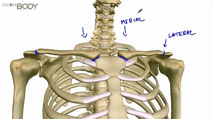 Clavicle - YouTube
