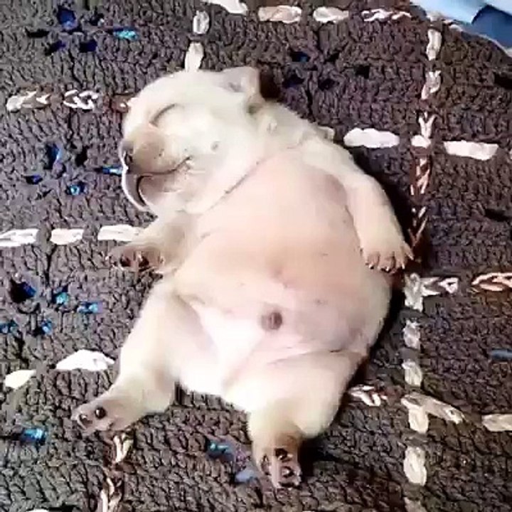Sweet puppy sleeps