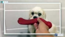 Tintu-Mon - This dog knows what he wants and takes it - Facebook