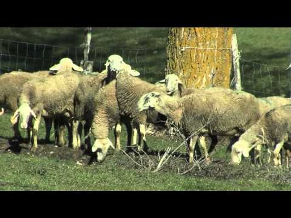 PSR Campania 2007-2013 - I risultati