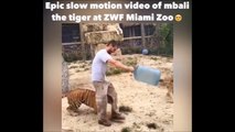 Images au ralenti du Tigre mbali du Zoo ZWF de Miami