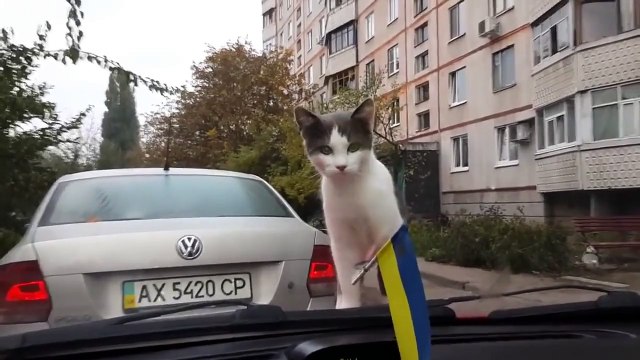 КОТ. Я РЖАЛ ПОЛЧАСА! (РЖАЧ, УГАР, СМОТРЕТЬ ДО КОНЦА!)