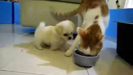 Puppy vs cat, that little thing trolling like pros