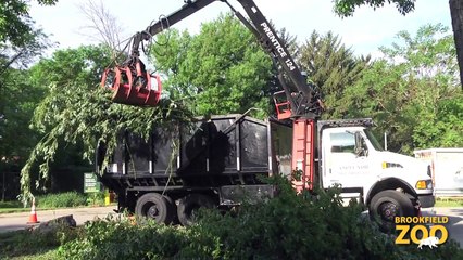 Brookfield Zoo Animals Receive  Browse  from ComEd