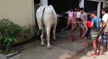 Las vacas locas. Divertido video clip