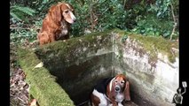 Irish Setter stays with trapped basset hound for a week until help arrives