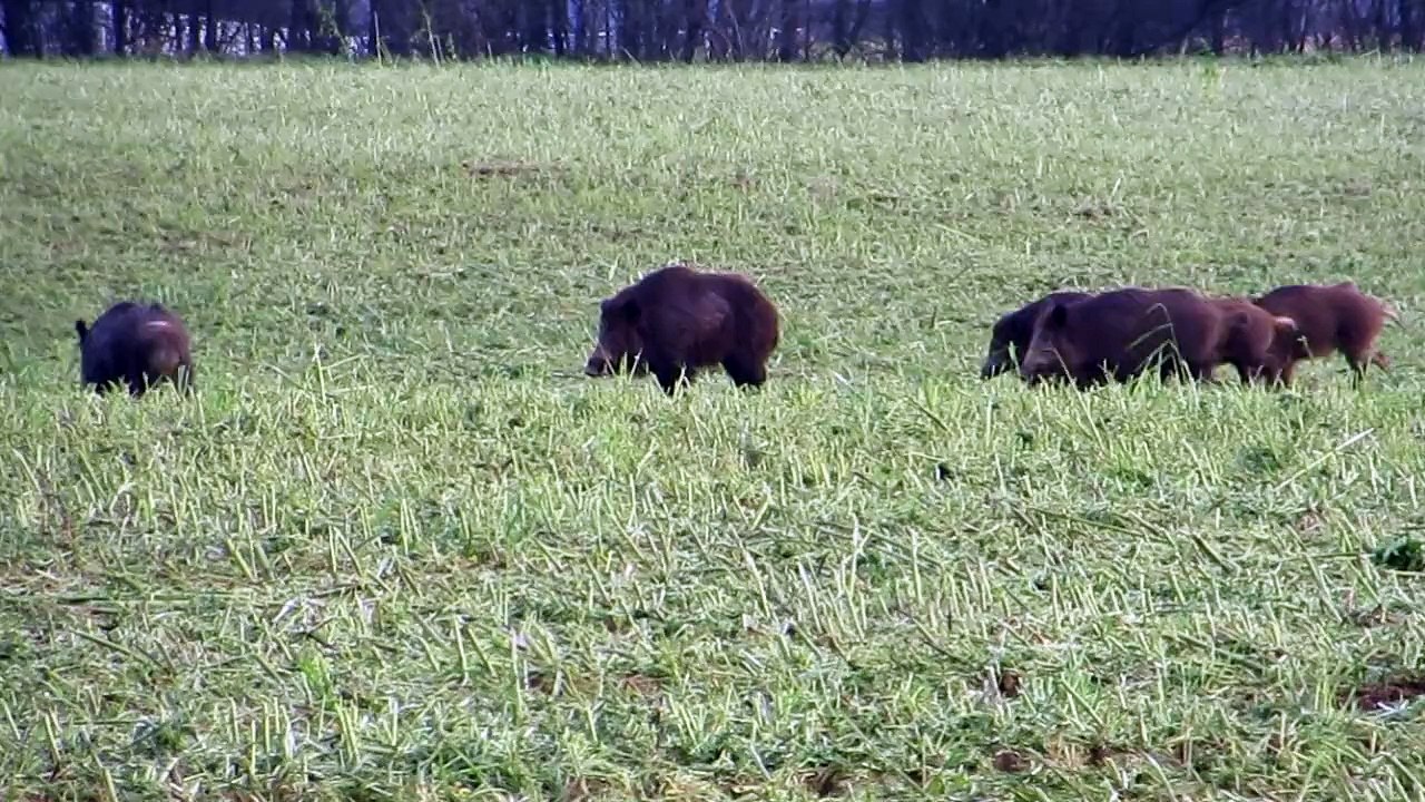 Famille "Sanglier" en ballade à Stave