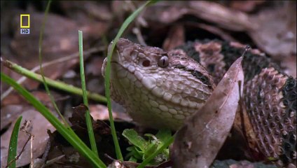 Dünyanın en garip yılanı