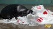 Brookfield Zoo Animals Receive Valentine's Day Treats