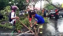 Pohon Tumbang Akibatkan Macet dan Padam Listrik di Kayutangi Banjarmasin