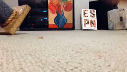 Cat Kittens on a Sleeper Slide