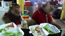 Monkeys love at restaurant