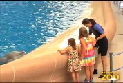 Army Sergeant Surprises Daughters at Brookfield Zoo's Dolphin Presentation