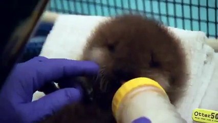 Baby beaver swimming for the first time