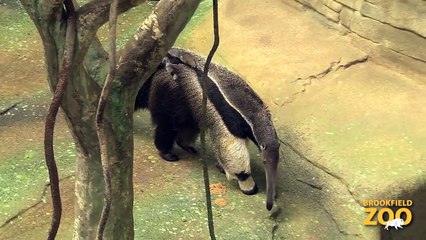 Baby Anteater Hitches Ride on Mom