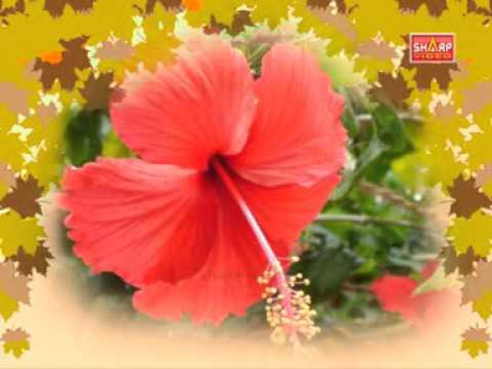 Sidha Ragasiyam 108 nattu marthvam PATTI VAITHIYAM