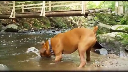 Download Video: Animais de estimação engraçado e bonito que faz o divertimento - Gatos bonitos e cães Compilation