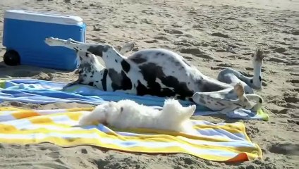Videos engraçados 2015 Pra morrer de rir parte 253