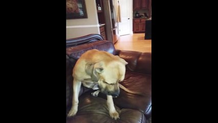 Dog Hides Whole Sandwich in his Mouth