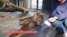 Orangutanın gülme krizi izlenme rekorları kırıyor!
