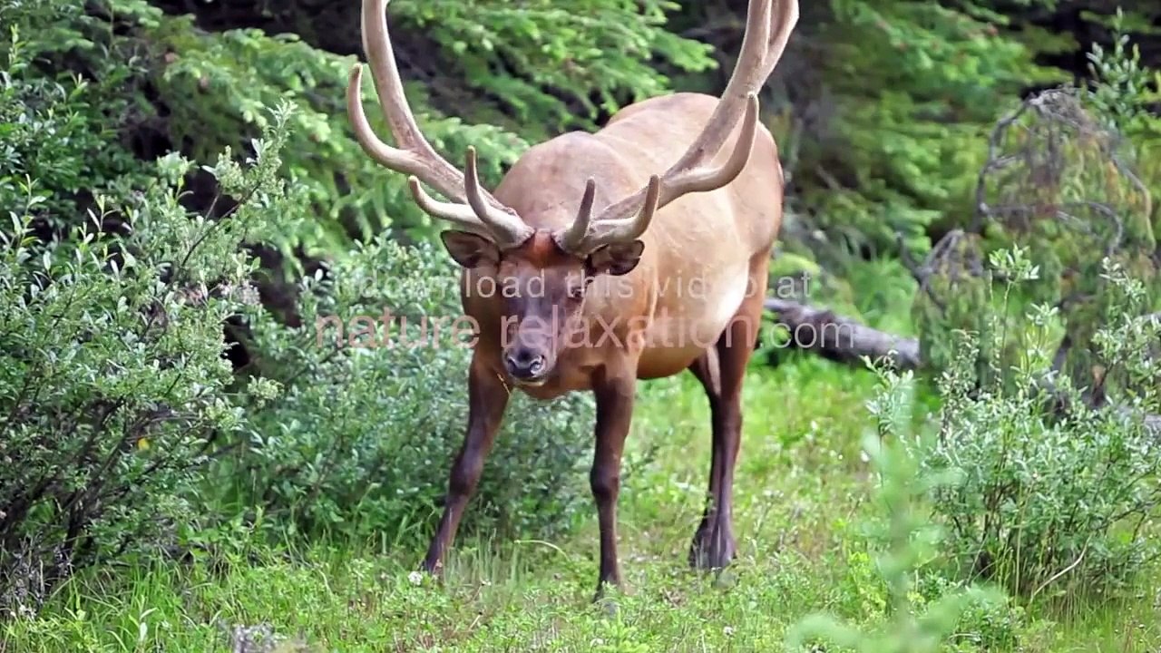 Mountains of Majesty (Pure Nature Video) Banff 1 Hour Relaxation Experience 1080p