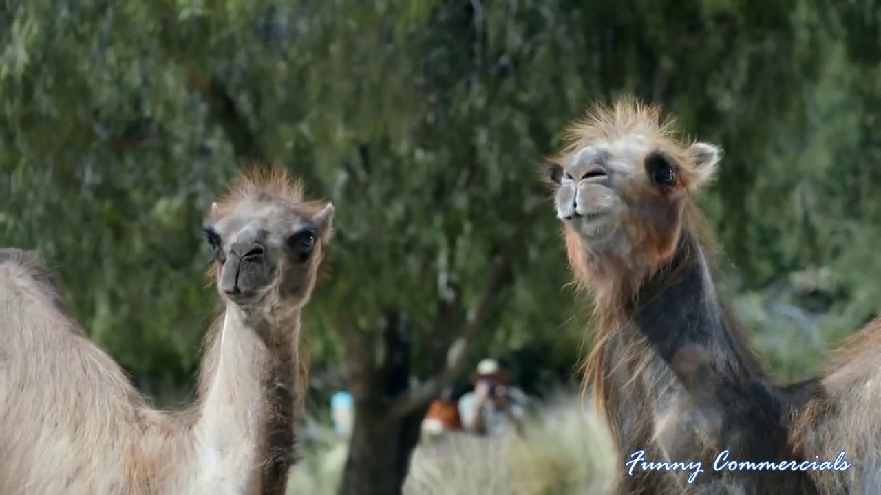 Geico Commercials Compilation of All Time Funny Ads