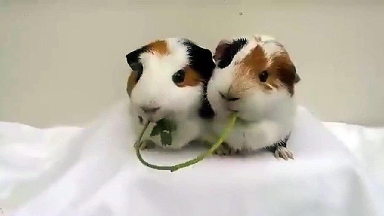 Nom Nom