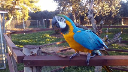 My Blue and Gold Macaw Anoua