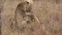 Lion VS Lion : The Clash of 2 Great Male Lions