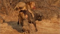 Male Lions Hunt and Make a Kill