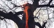 Amerika'da Ağaç Dışarıda Yangın Olmamasına Rağmen İçten İçe Yanıyor