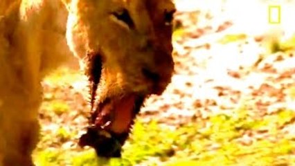 Lion Documentary National Geographic WAR IN THE POND, BROKEN JAWS Lion, Hippo & Croc