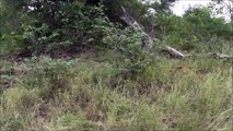 Mother Warthog Fights Back  Leopard Barely Escapes