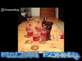 BEST FUNNY ANIMALS COMPILATION 2014 TOP 100 of short tricks with animals.