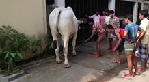 Las vacas locas. Divertido video clip