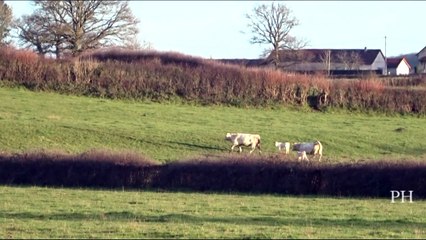 Ce temps doux, exceptionnel pour cette période, fait le bonheur des petits veaux