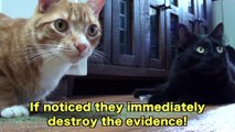 9 Signs Cats Are Plotting World Domination!
