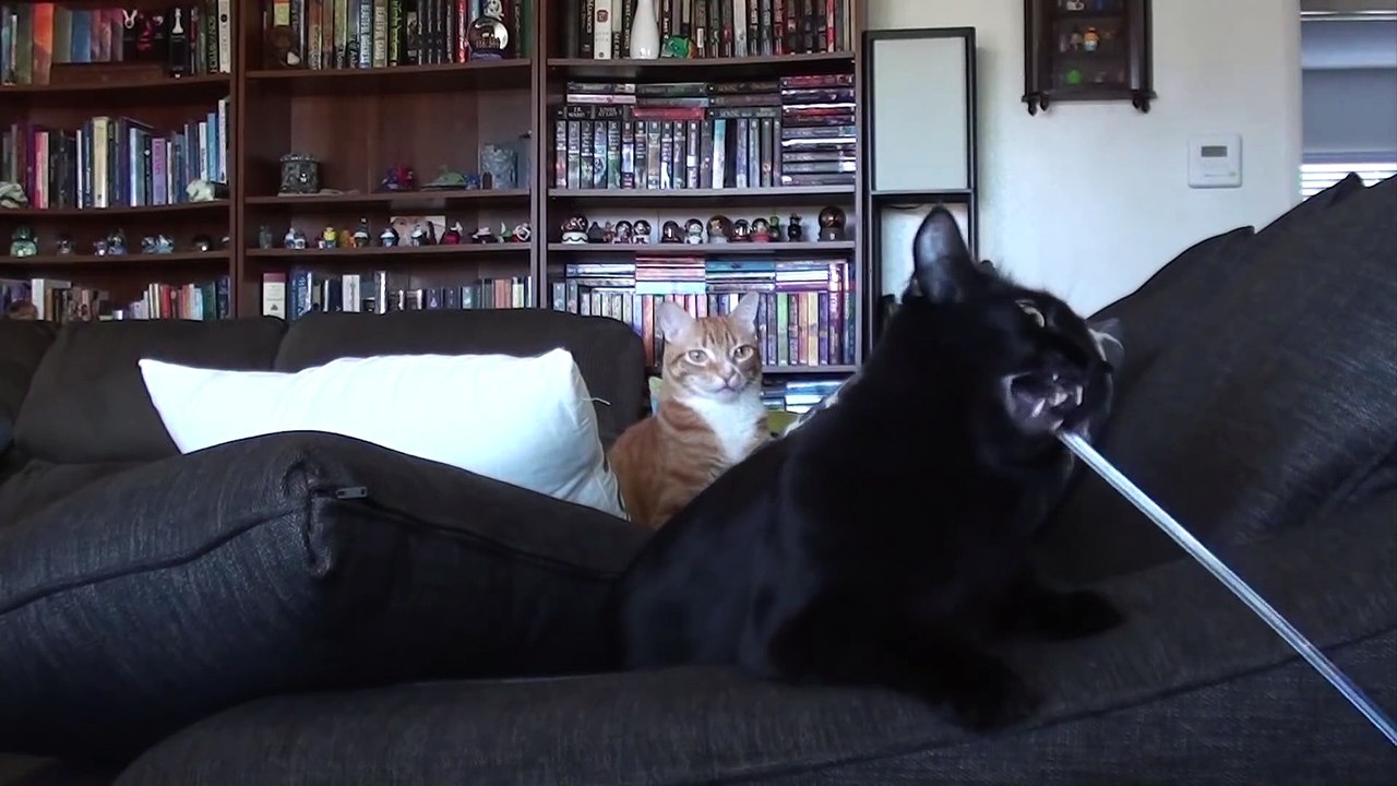 Cats + NEW Couch = Funny!