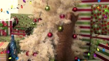 Cats & Kittens Sing Christmas Song