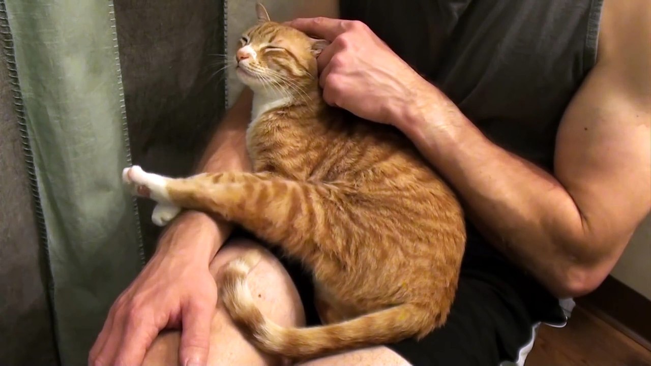 Does YOUR Cat Like Hugs?