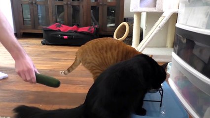 Don't Scare Your Cat With a CUCUMBER!