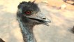 Meet Australian Animals We Love: Happy Feet the Emu